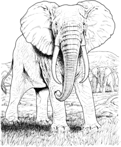 dibujos de elefantes para descargar